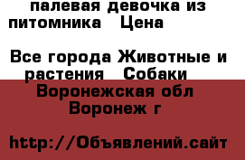 палевая девочка из питомника › Цена ­ 40 000 - Все города Животные и растения » Собаки   . Воронежская обл.,Воронеж г.